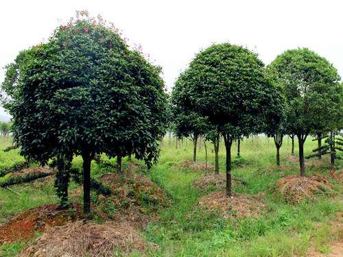 消耗性生物資產
